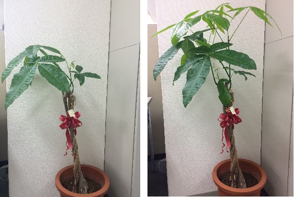 事務 所 観葉 植物 927618事務所観葉植物 勘定科目